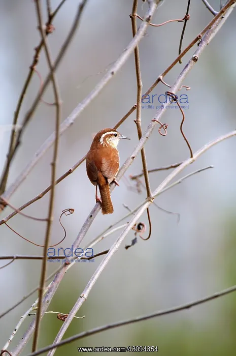 : Carolina Wren : Carolina Wren