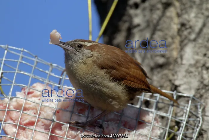 : Carolina Wren : Carolina Wren