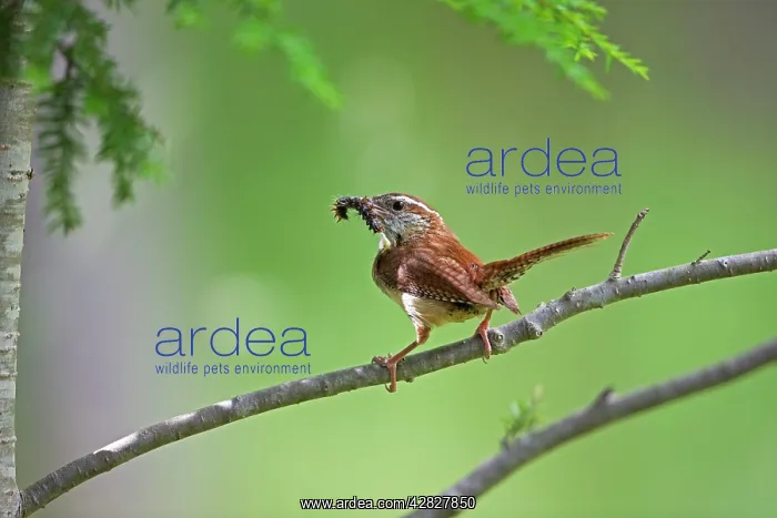 : Carolina Wren - Perched on branch holding caterpillar : Carolina Wren - Perched on branch holding caterpillar