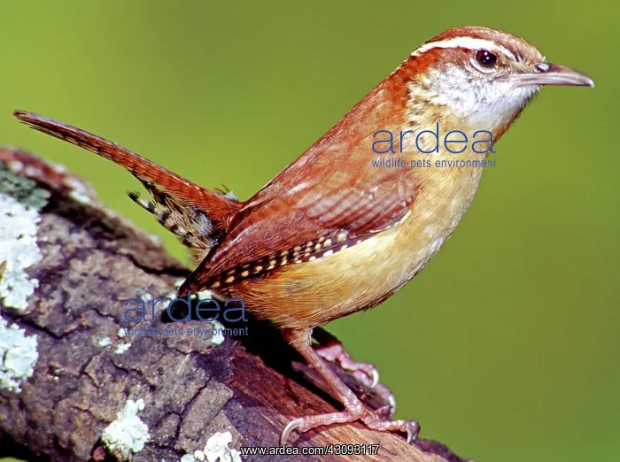  : Carolina Wren (Thryothorus ludovicianus)
