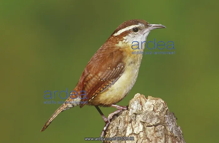 : Carolina Wren (Thryothorus ludovicianus) : Carolina Wren (Thryothorus ludovicianus)