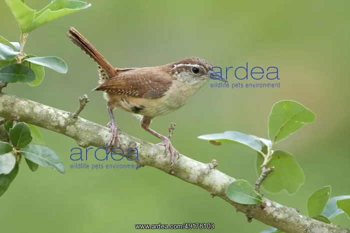  : Carolina Wren (Thryothorus ludovicianus)