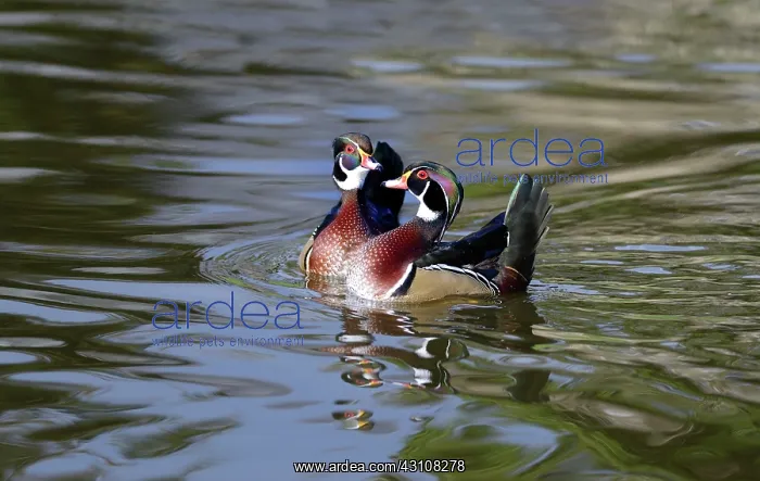  : Carolins ducks (Aix sponsa) males on the water
