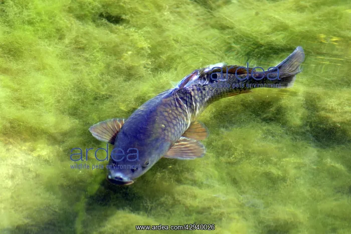  : Carp - among blanket weed