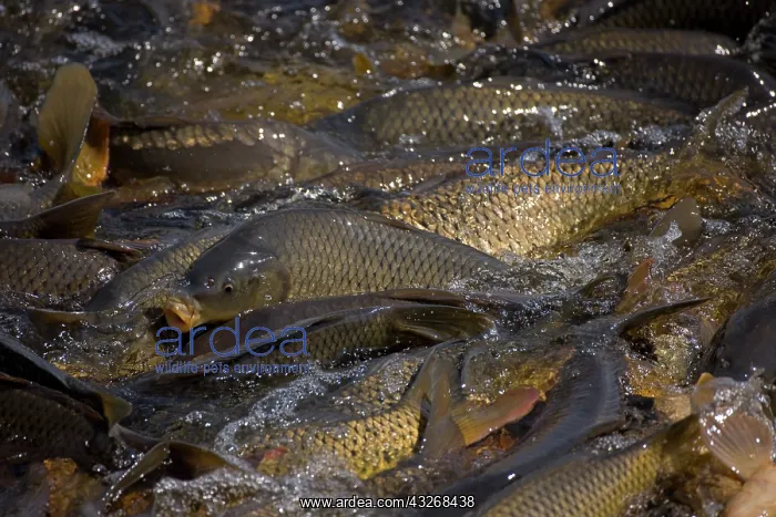 : Carp (Cyrinus carpio) - New York - USA - Swimming : Carp (Cyrinus carpio) - New York - USA - Swimming