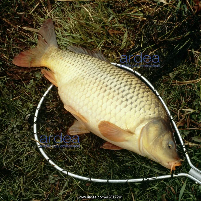  : Carp Fish - on ground in net