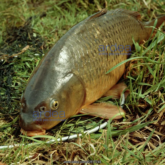  : Carp Fish - on ground in net