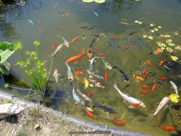 : Carp Koi in a basin France : Carp Koi in a basin France