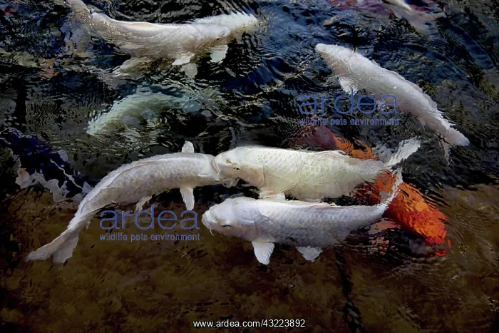 : Carp koi in a pond, Krasnodar, Russia, Europe : Carp koi in a pond, Krasnodar, Russia, Europe