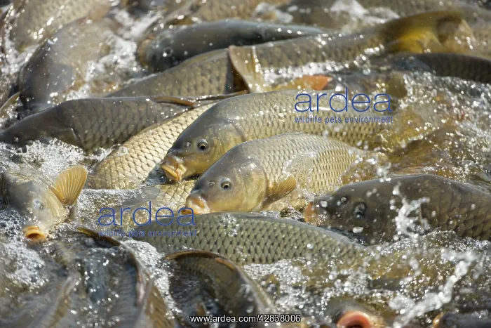  : Carp - Swimming up channel from canal in order