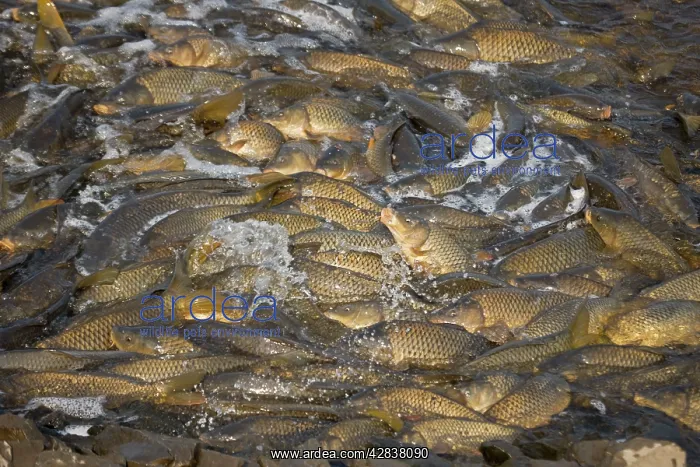 : Carp - Swimming up channel from canal in order : Carp - Swimming up channel from canal in order