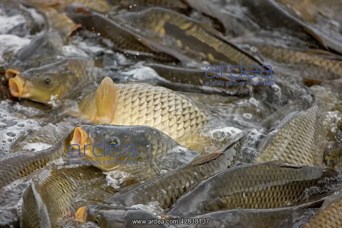 : Carp - Swimming up channel from canal in order : Carp - Swimming up channel from canal in order
