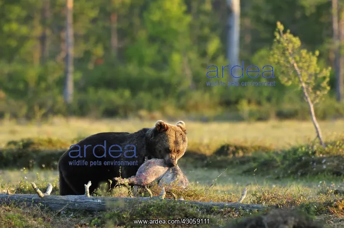: Carpathian Brown Bear stealing a piglet in Finland : Carpathian Brown Bear stealing a piglet in Finland