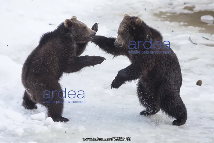 : Carpathian brown bear (Ursus arctos arctos) facing : Carpathian brown bear (Ursus arctos arctos) facing