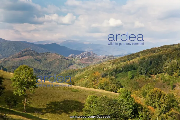 : The Carpathian Mountains, Cerna valley near : The Carpathian Mountains, Cerna valley near
