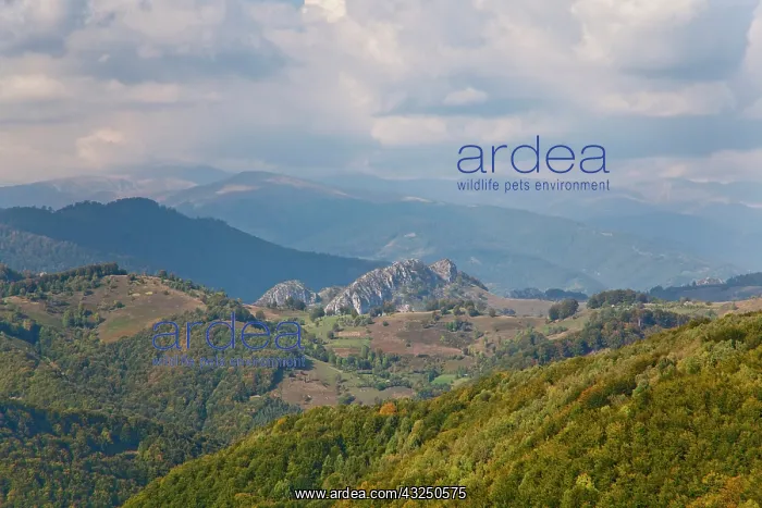 : The Carpathian Mountains, Cerna valley near : The Carpathian Mountains, Cerna valley near