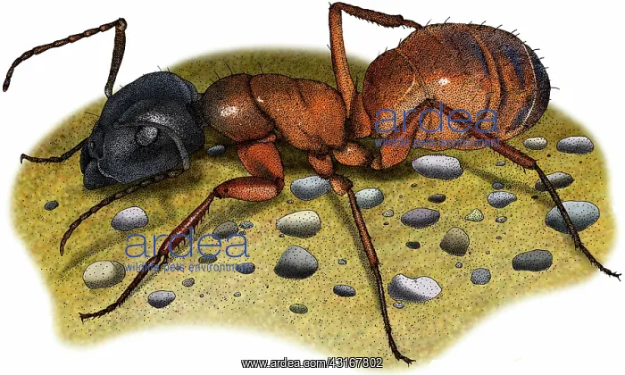 : Carpenter Ant : Carpenter Ant