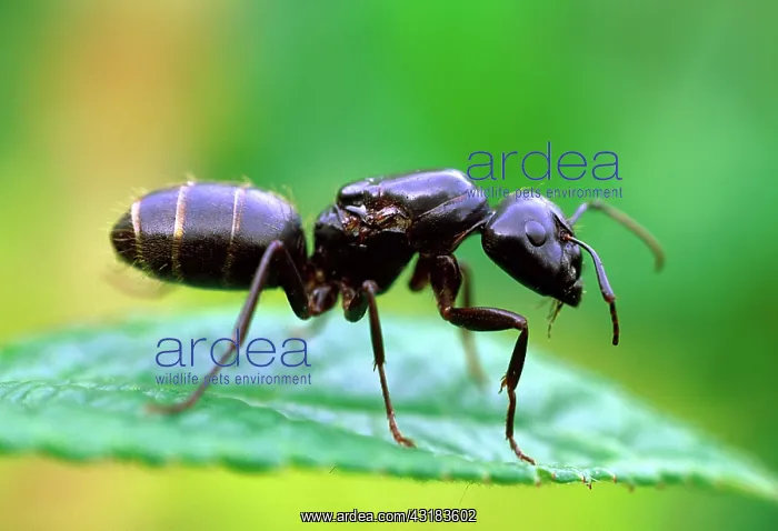 : Carpenter Ant : Carpenter Ant