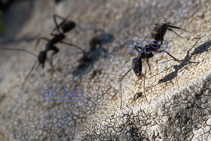 : Carpenter Ant : Carpenter Ant