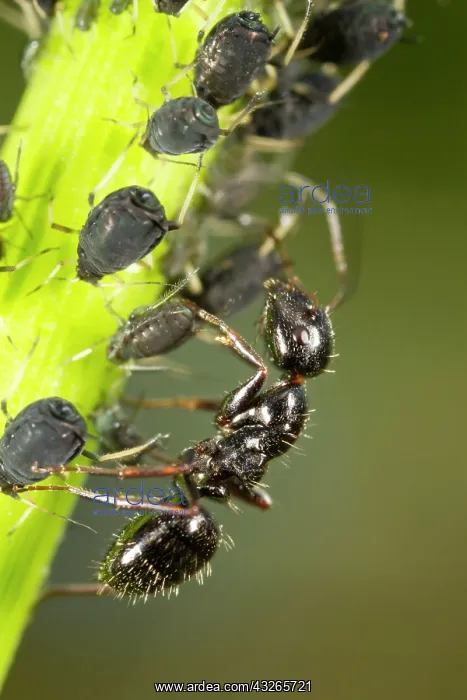: Carpenter Ant (Camponotus piceus) adult worker : Carpenter Ant (Camponotus piceus) adult worker