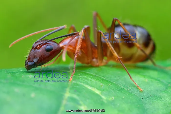 : Carpenter ant (Camponotus sp.) : Carpenter ant (Camponotus sp.)