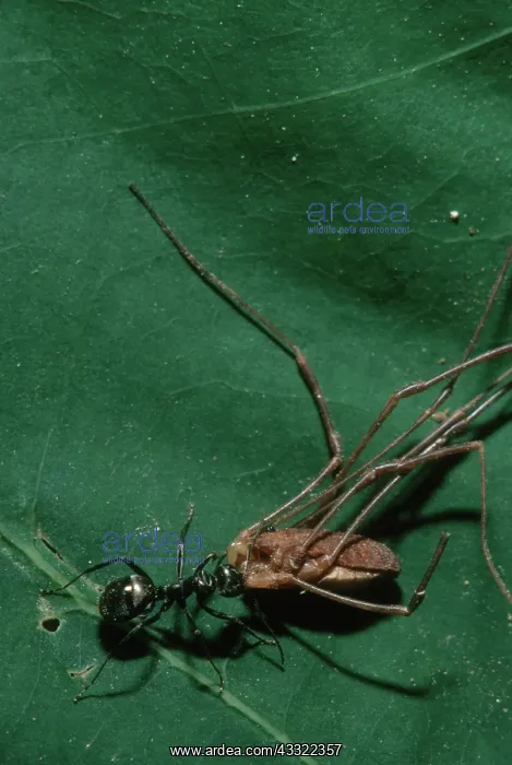 : Carpenter Ant with Prey : Carpenter Ant with Prey