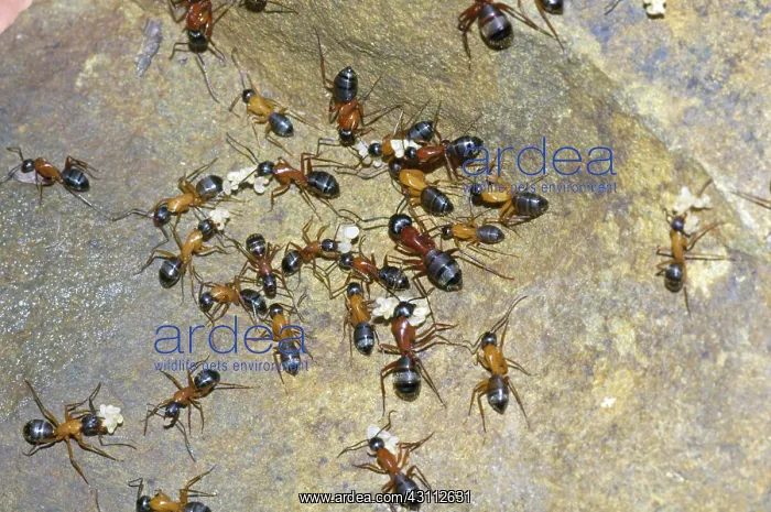 : Carpenter Ants : Carpenter Ants