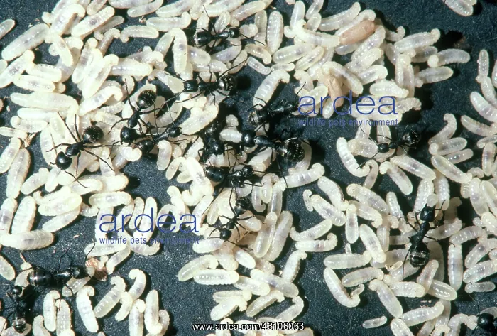 : Carpenter Ants and Larvae : Carpenter Ants and Larvae