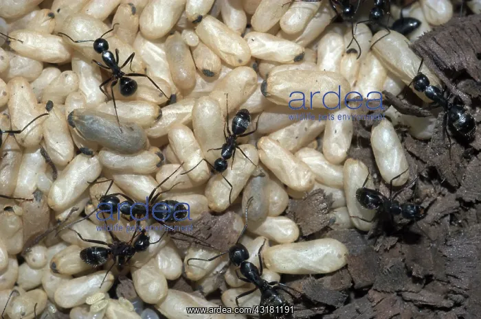 : Carpenter ants tending pupae : Carpenter ants tending pupae