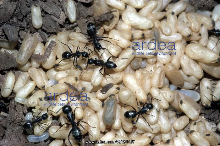 : Carpenter ants tending pupae and larvae : Carpenter ants tending pupae and larvae