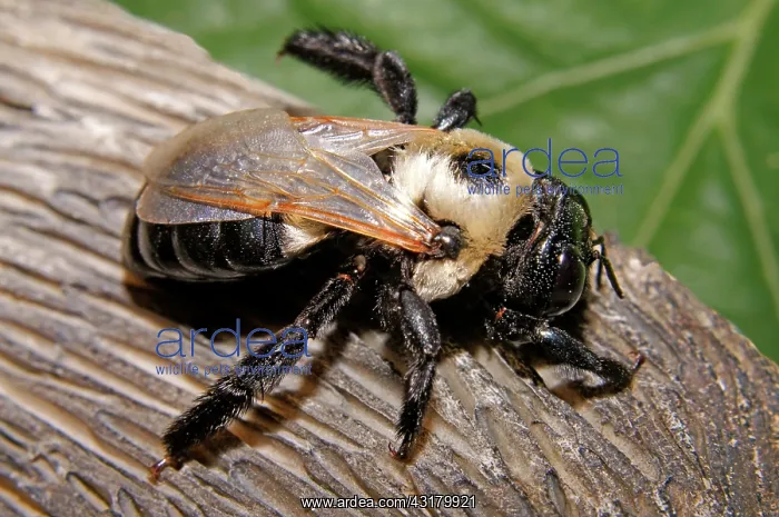 : Carpenter Bee : Carpenter Bee