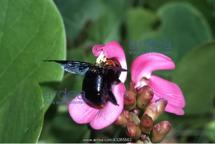 : CARPENTER BEE - Activating pollination mechanism : CARPENTER BEE - Activating pollination mechanism