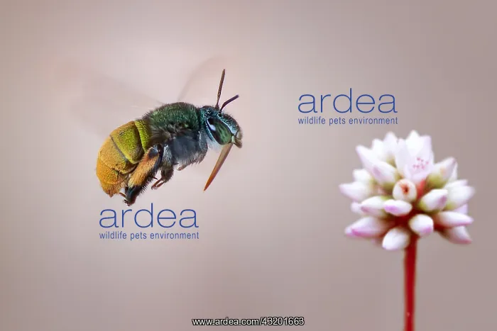: A carpenter bee (Apidae) aproaching a flower : A carpenter bee (Apidae) aproaching a flower