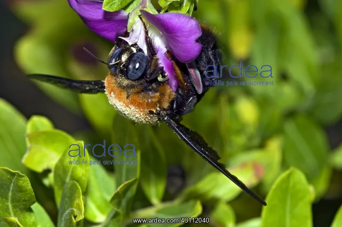 : Carpenter bee - female collecting nectar from flowers : Carpenter bee - female collecting nectar from flowers