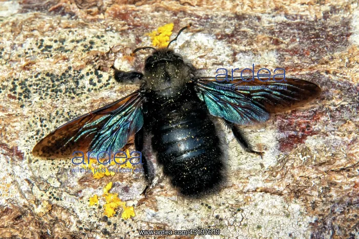 : Carpenter Bee (Xylocopa violacea) on a log cut at : Carpenter Bee (Xylocopa violacea) on a log cut at