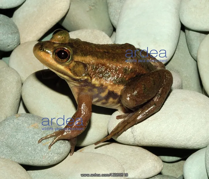 : Carpenter Frog : Carpenter Frog