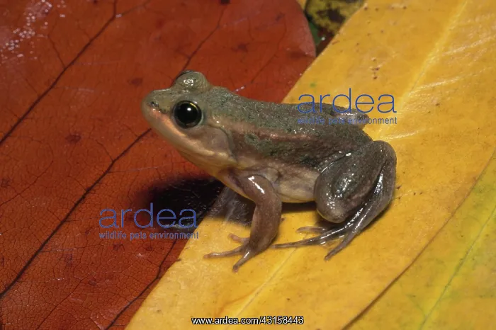 : Carpenter Frog : Carpenter Frog