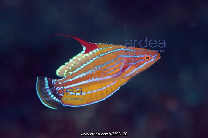 : Carpenter's Flasherwrasse : Carpenter's Flasherwrasse
