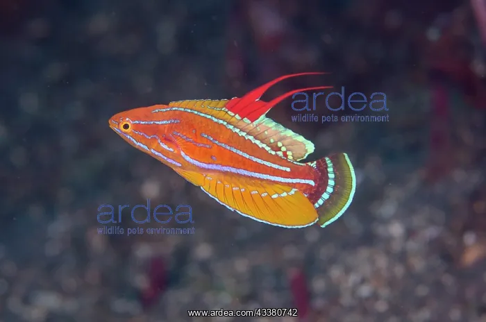 : Carpenter's Flasherwrasse - displaying by flashing : Carpenter's Flasherwrasse - displaying by flashing