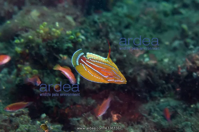 : Carpenter's Flasherwrasse - displaying by flashing : Carpenter's Flasherwrasse - displaying by flashing
