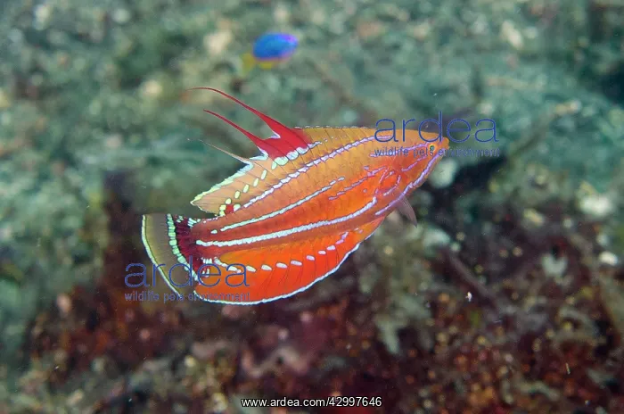 : Carpenter's Flasherwrasse - Sedam dive site, Seraya : Carpenter's Flasherwrasse - Sedam dive site, Seraya