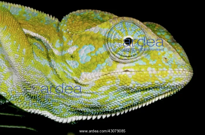 : Carpet Chameleon : Carpet Chameleon