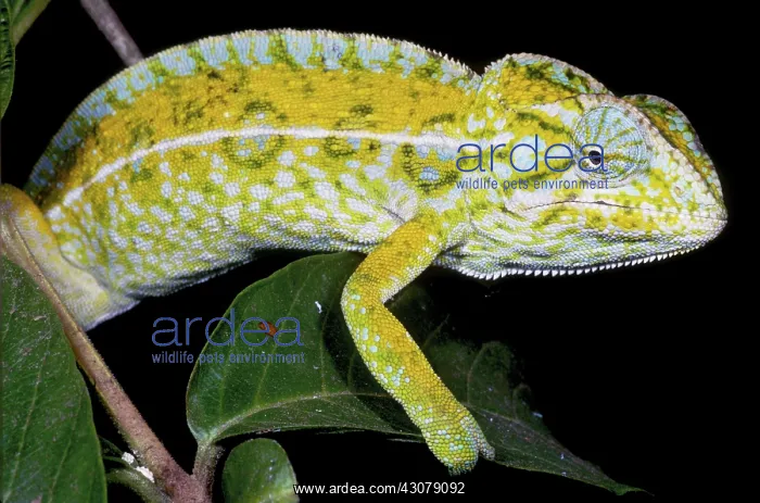  : Carpet Chameleon