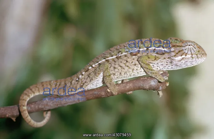 : Carpet Chameleon : Carpet Chameleon