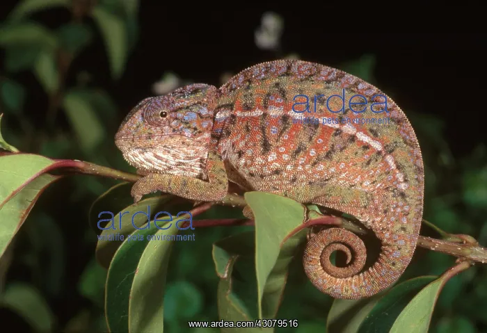 : Carpet Chameleon : Carpet Chameleon
