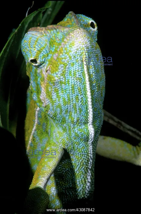 : Carpet Chameleon : Carpet Chameleon