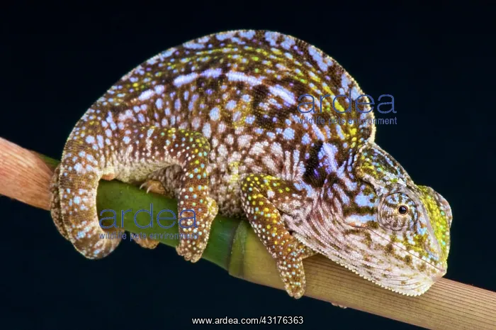 : Carpet chameleon (Furcifer lateralis), Antananarivo : Carpet chameleon (Furcifer lateralis), Antananarivo