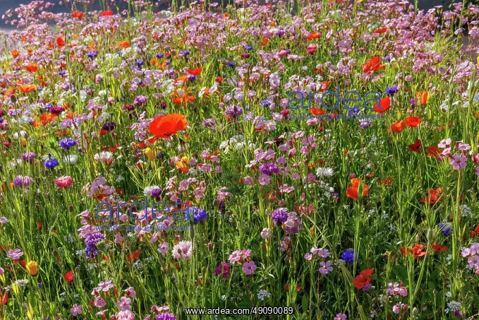: Carpet of flowers : Carpet of flowers