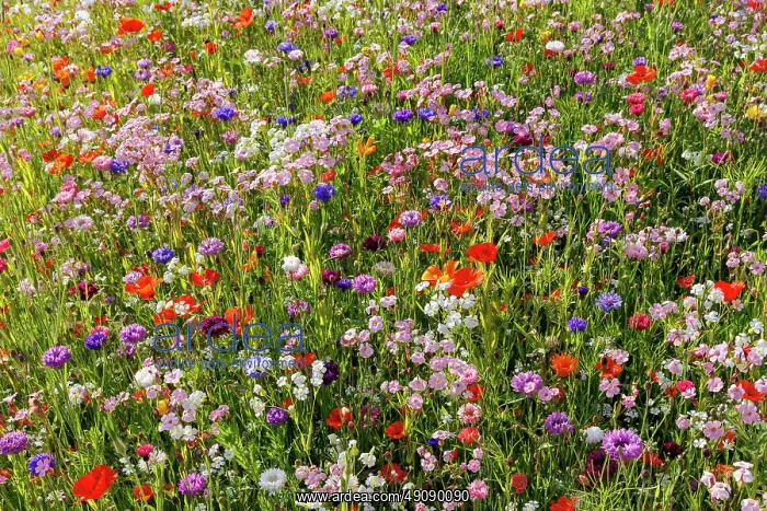 : Carpet of flowers : Carpet of flowers