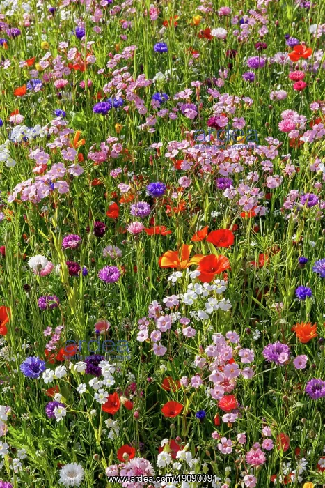 : Carpet of flowers : Carpet of flowers
